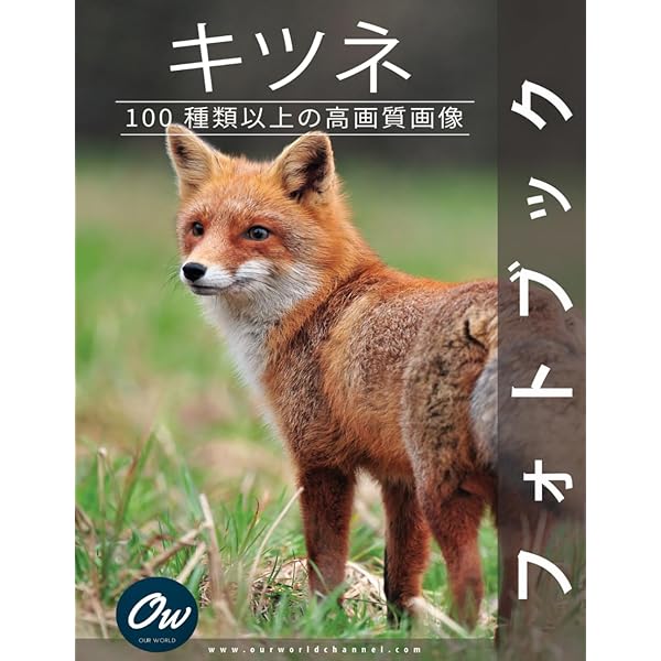 きたきつねページになります＊ キタキツネ写真集「キツネ界報」mini Vol.1 | 北きつね牧場